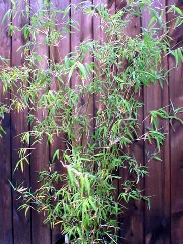 <i> Borinda angustissima</i> 