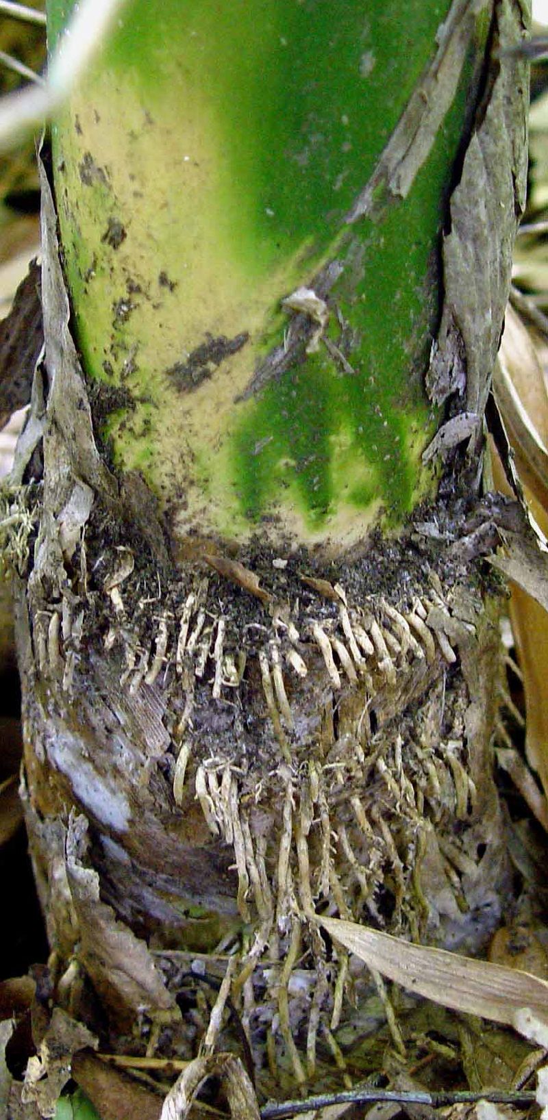 <i> Bambusa tuldoides</i> 