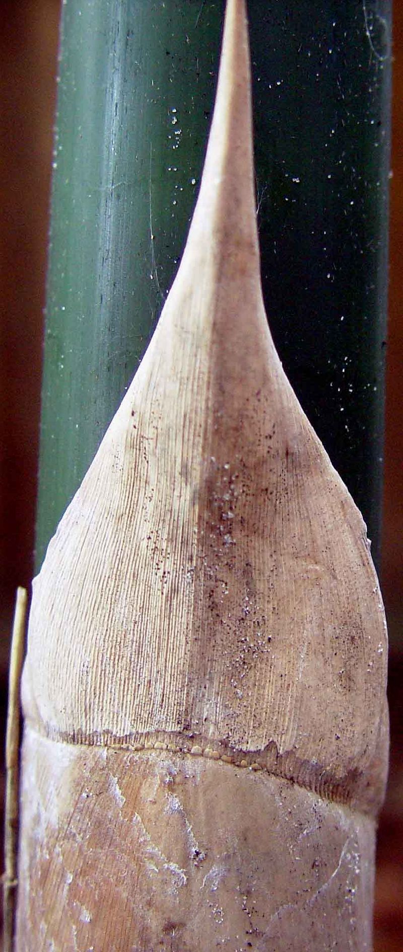 <i> Bambusa textilis</i> 