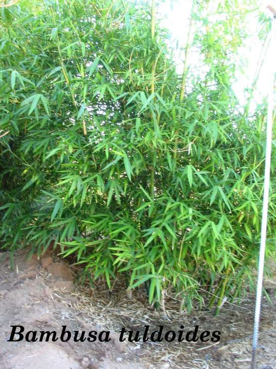 <i> Bambusa tuldoides</i> 