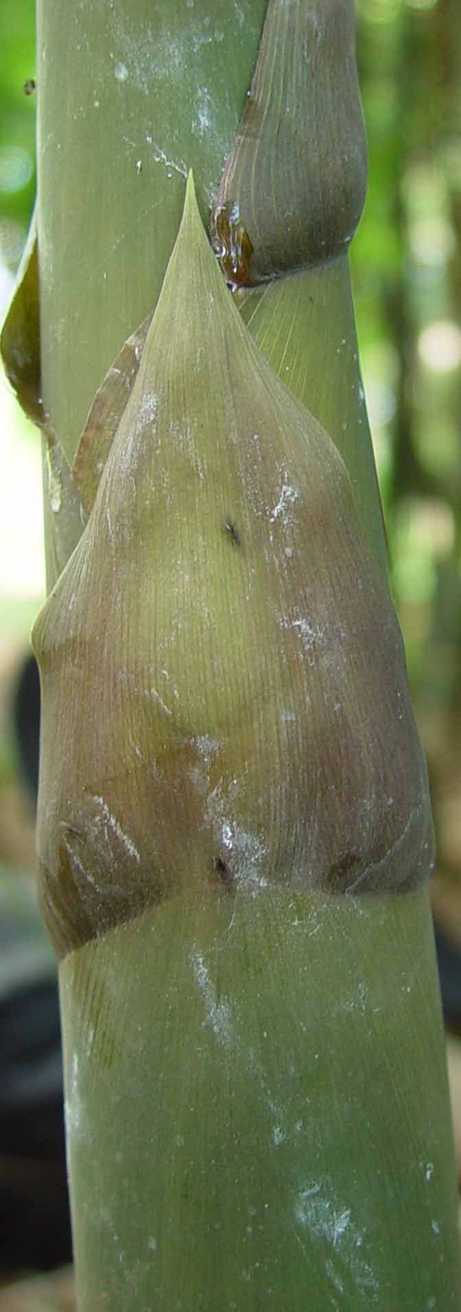 <i> Bambusa ventricosa</i> 