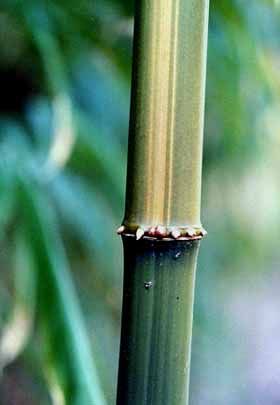 <i> Chimonobambusa quadrangularis</i> 'Suow'
