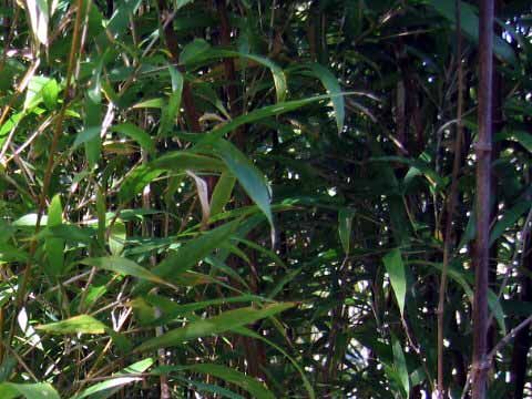 <i> Chimonobambusa marmorea</i> 