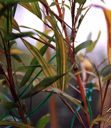 <i> Chimonobambusa marmorea</i> 'Variegata'