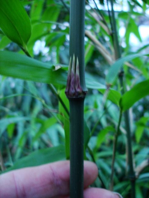 <i> Chimonobambusa pachystachys</i> 