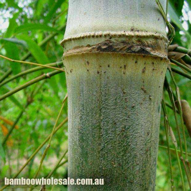 <i> Dendrocalamus brandisii</i> 