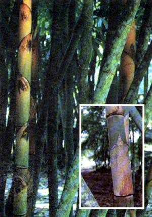 <i> Dendrocalamus hamiltonii</i> 