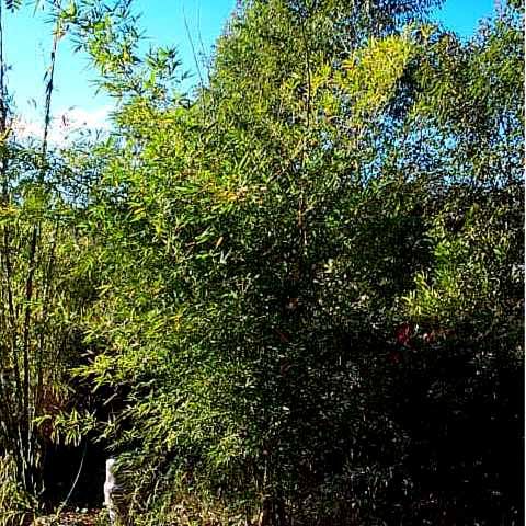<i> Dendrocalamus strictus</i> 