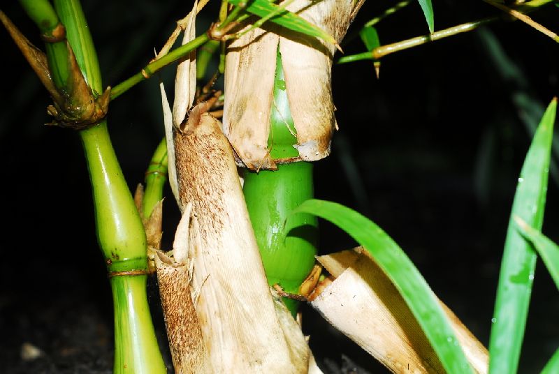 <i> Bambusa vulgaris</i> 'Wamin Striata'