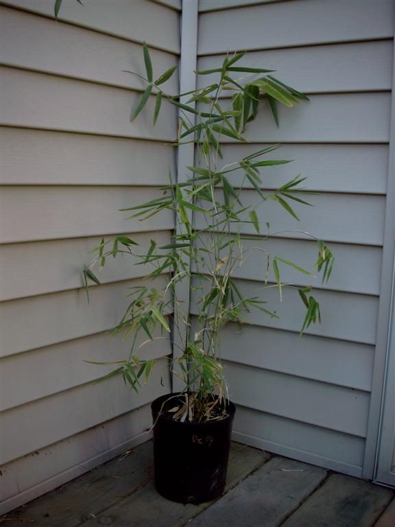 <i> Dendrocalamus calostachyus</i> 