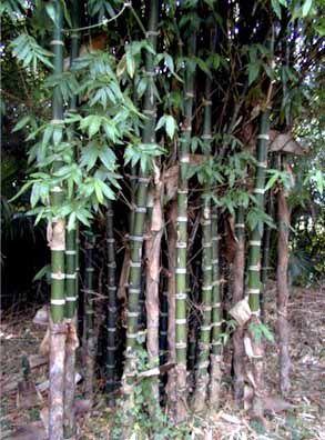 <i> Guadua angustifolia</i> 'Less Thorny'