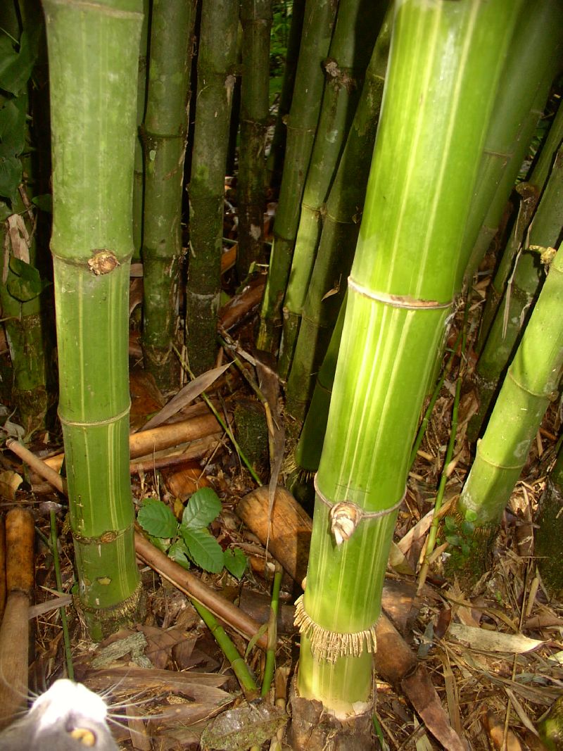 <i> Dendrocalamus membranaceus</i> 