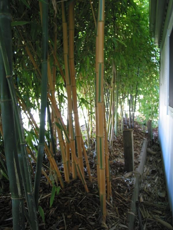 <i> Phyllostachys bambusoides</i> 'Castillon'