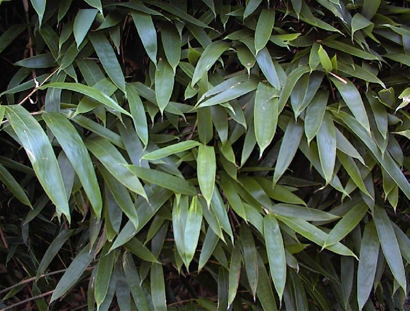 <i> Indocalamus sp.</i> 'Solidus'