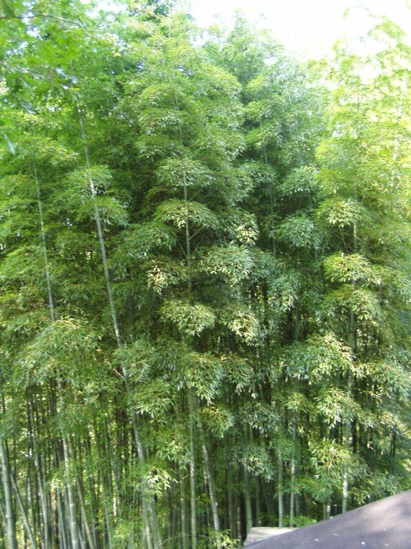 <i> Phyllostachys edulis</i> 'Anderson'
