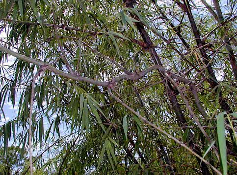 <i> Oxytenanthera abyssinica</i> 