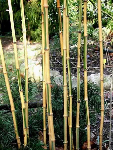 <i> Phyllostachys bambusoides</i> 'Castillon'