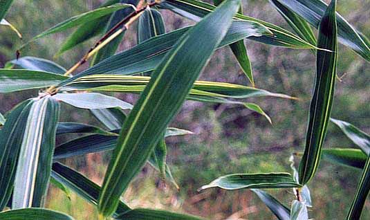 <i> Phyllostachys bambusoides</i> 'Castillon'