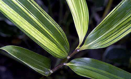 <i> Pseudosasa japonica</i> 'Akebono-suji'