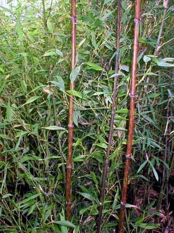 <i> Phyllostachys nigra</i> 'Bory'