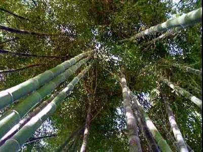 <i> Phyllostachys nigra</i> 'Bory'