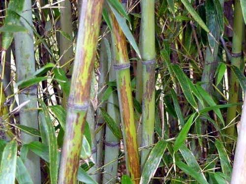 <i> Phyllostachys nigra</i> 'Bory'