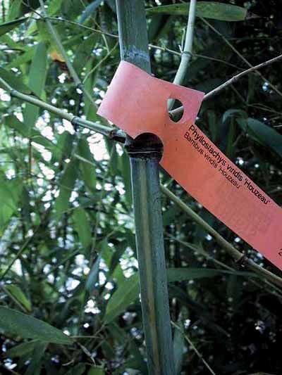 <i> Phyllostachys viridis</i> 'Houzeau'