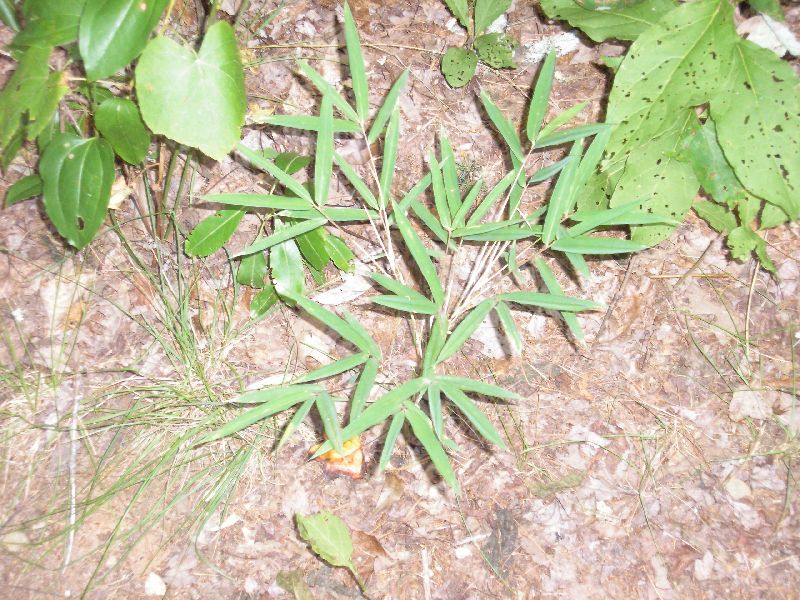 <i> Arundinaria appalachiana</i> 