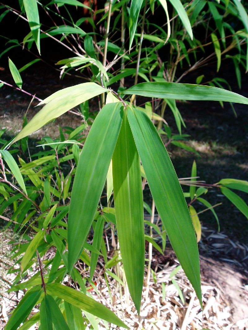 <i> Borinda macclureana</i> 