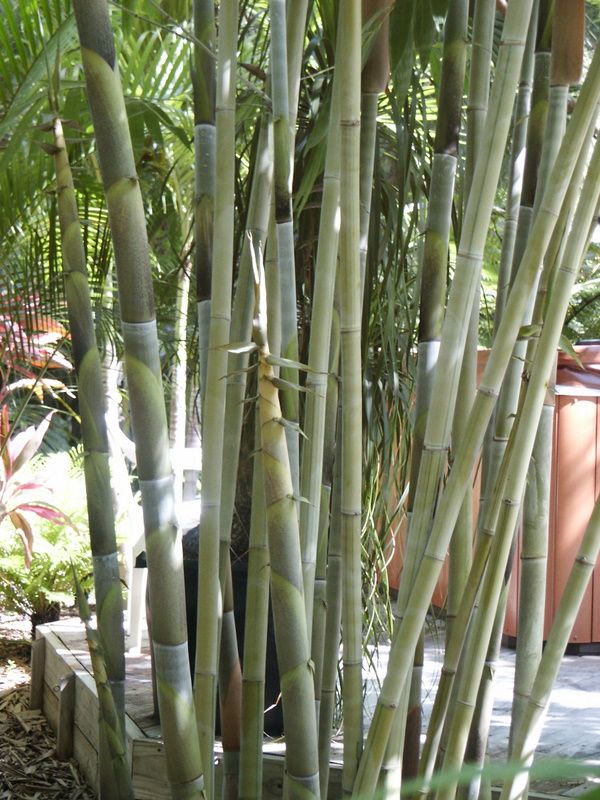 <i> Dendrocalamus minor</i> 'Amoenus'