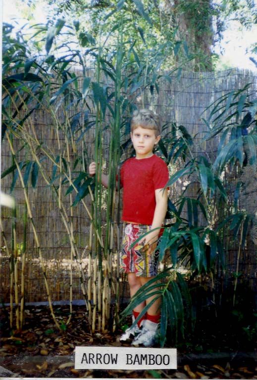 <i> Pseudosasa japonica</i> 