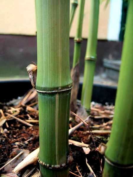 <i> Phyllostachys bambusoides</i> 'Kawadana'