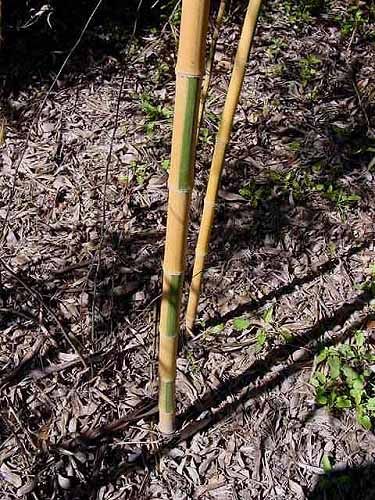 <i> Phyllostachys bambusoides</i> 'Castillon'