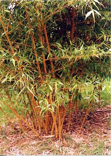 <i> Phyllostachys bambusoides</i> 'Castillon'