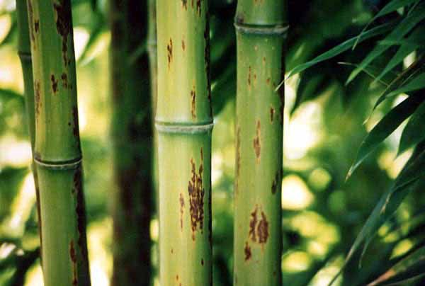 <i> Phyllostachys nigra</i> 'Bory'