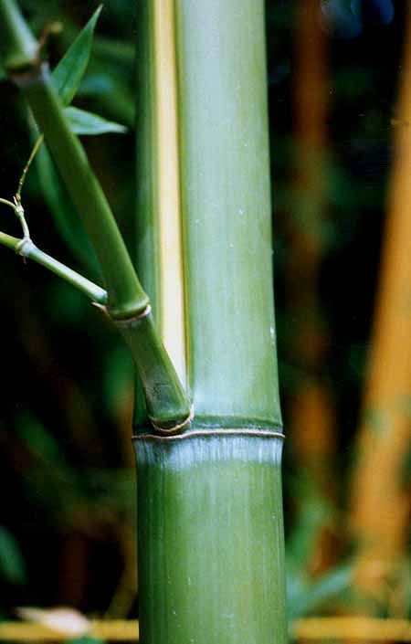 <i> Phyllostachys viridis</i> 'Houzeau'