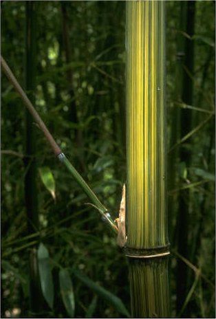 <i> Phyllostachys bambusoides</i> 'Kawadana'