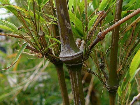 <i> Chimonobambusa tumidissinoda</i> 