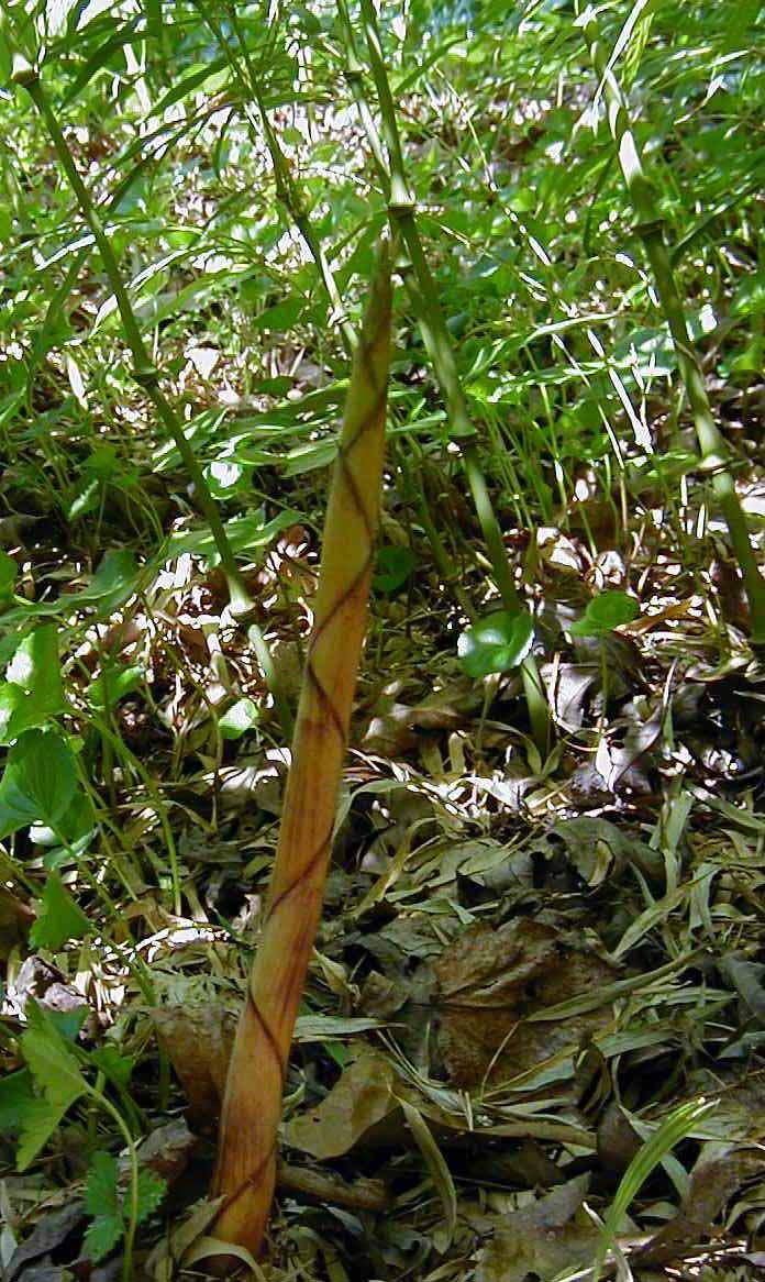 <i> Chimonobambusa tumidissinoda</i> 