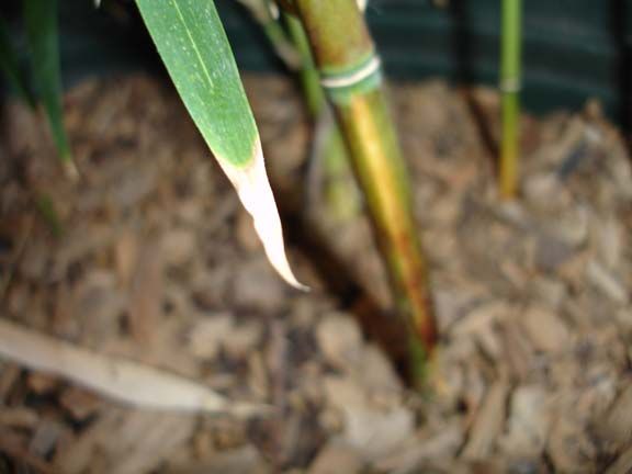 <i> Semiarundinaria yashadake</i> 'kimmei inversa'