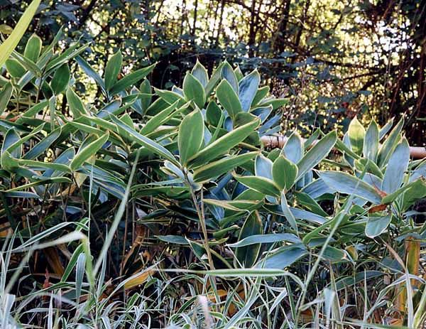 <i> Sasa veitchii</i> 