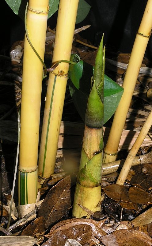 <i> Schizostachyum brachycladum</i> 