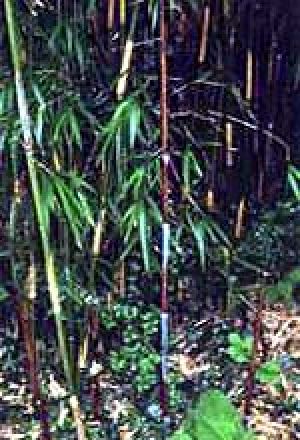<i> Yushania maculata</i> 