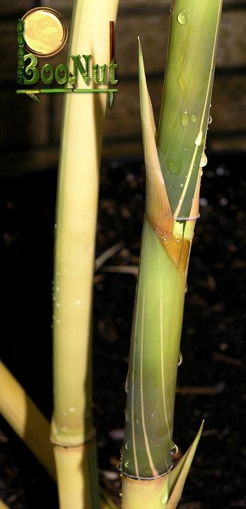 <i> Bambusa eutuldoides</i> 'Viridivittata'
