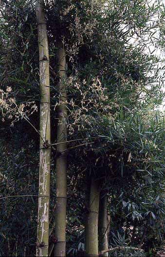 <i> Bambusa sinospinosa</i> 