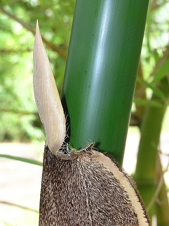 <i> Bambusa vulgaris</i> 