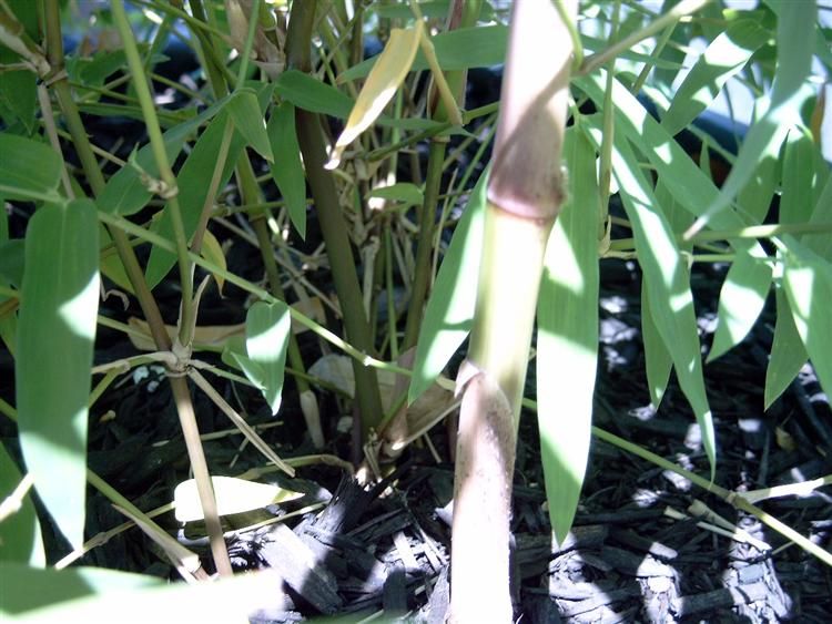 <i> Dendrocalamus asper</i> 'Betung Hitam'