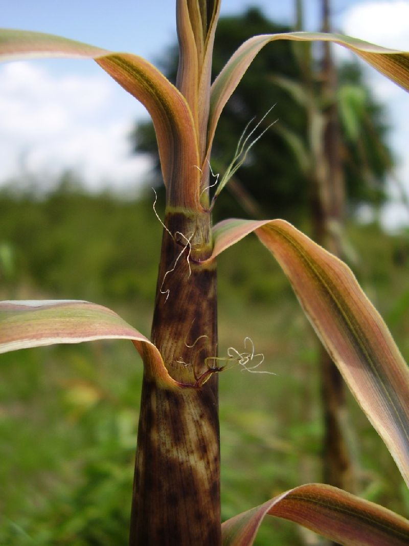 <i> Phyllostachys bambusoides</i> 'Castillon'