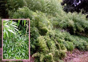 <i> Chimonobambusa marmorea</i> 'Variegata'