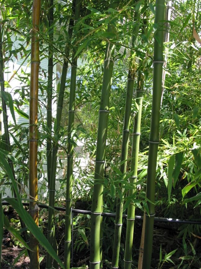 <i> Phyllostachys nigra</i> 'Bory'